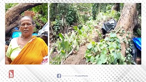 6.4K views · 46 reactions | MANGO TREE COLLAPSES ON HOUSE AT KORGAO | Prudent Media | Facebook