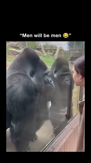 Wild Videos on Instagram: "The clip shows a woman jokingly interacting with two gorillas through the enclosure glass, with the caption framing it as if she’s causing drama between a “couple.” The setup leans into familiar relationship humor, making it instantly shareable. The joke flips on itself once viewers point out that both gorillas are actually male — a dominant silverback and a younger subordinate. That correction becomes part of the entertainment, turning the original premise into uninte