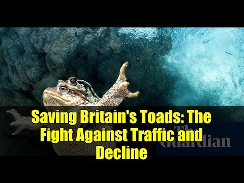 Saving Britain's Toads: The Fight Against Traffic and Decline