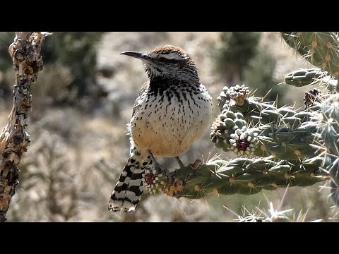 Cactus Wren Bird - Call and Nest