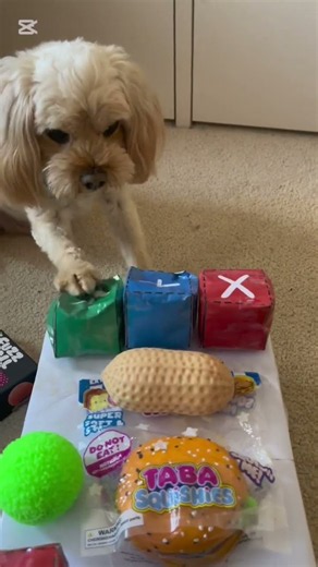 🐶 fidget trading with my dog! 💙 #fidgettrading #fidget #squishy #viral #fyp #dog #cute