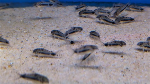 10K views · 285 reactions | Really good condition corydoras habrosus .. a real pretty dwarf corydoras | Pier Aquatics | Facebook