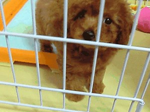 【AviUtl】gif動画を作成する方法【作り方】