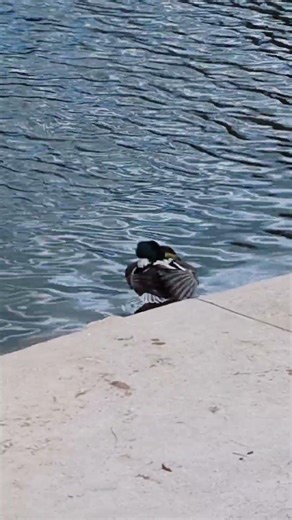 This Is Why Ducks Are Everywhere #wildlife #facts #nature