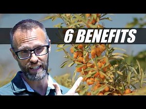 Science of 6 Benefits of Sea Buckthorn you need to know
