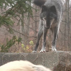 Wolves live in family groups, often referred to as "packs." Wolf families play together, eat together, and most importantly, love together. When it comes to wolves, it's all about family 🐺 | Wolf Conservation Center