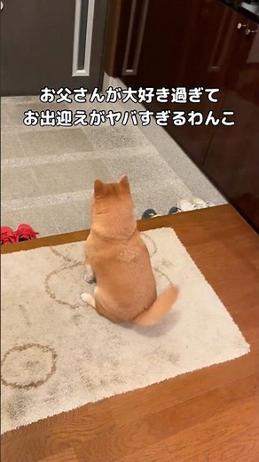 A Shiba Inu who loves his father so much that he greets him enthusiastically every night #ShibaIn...