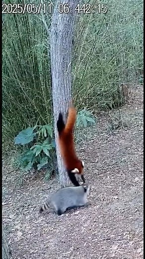 Red Panda vs Raccoon 🦊🦝 Cute Fight Turns Serious! #AnimalClash #animals #redpanda #raccoon #wildlife