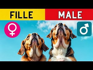 Chiens mâles et chiens femelles : des différences étonnantes qui vous surprendront !