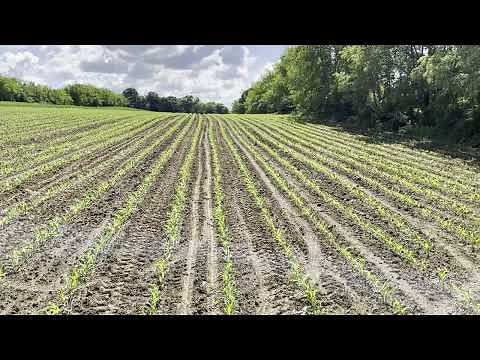 Side Dressing Nitrogen on Corn