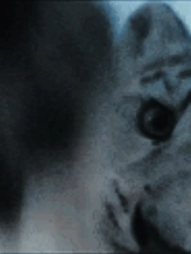 Flip flop flap DallasLeopard they shoudlve painted you in spots #dallaswinston #theoutsiders #fyp #xyzbca #viral @madcormick @poolnoodlesz @emowujiu @underworldfiles @.stxygold