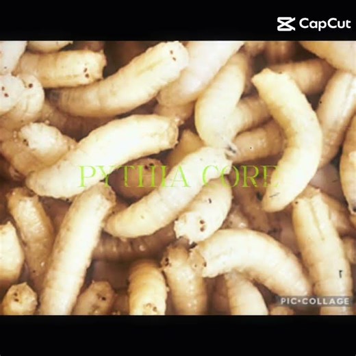 Pythia core | #persona #thecorruption #themagnusarchives #tma