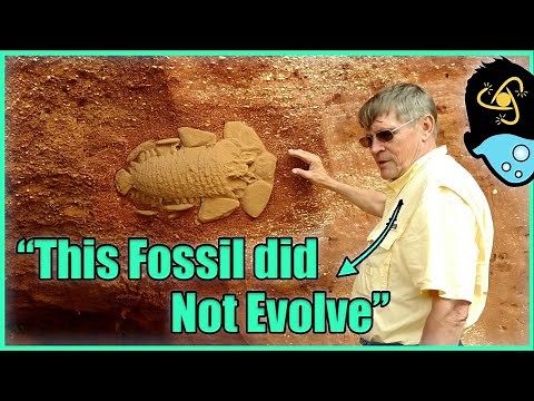 The 5 Worst Arguments Creationists Use Against Evolution