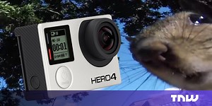 A squirrel stole a GoPro and the footage is surprisingly good