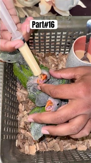 Cute Baby Parrots Feeding Day 16|Beautiful Baby Parrots #babyparrot #birds #animals