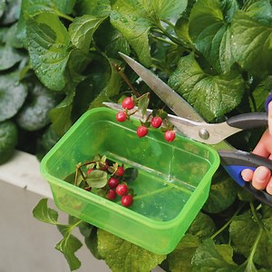 Gardening Simplified: DIY Hacks to Save Time and Effort | Green Bean