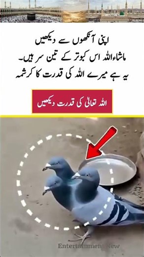 A Curious Sight: The Viral "Three-Headed" Pigeon Video