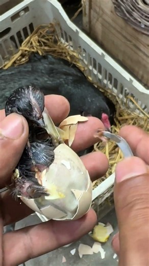 Same like mother - identical chick hatching