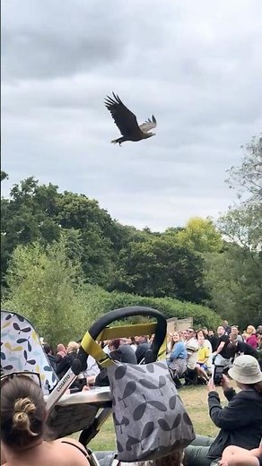 Bird Show Warwick Castle #warwickcastle #warwick #travel #bird #uk #birmingham #nature #england