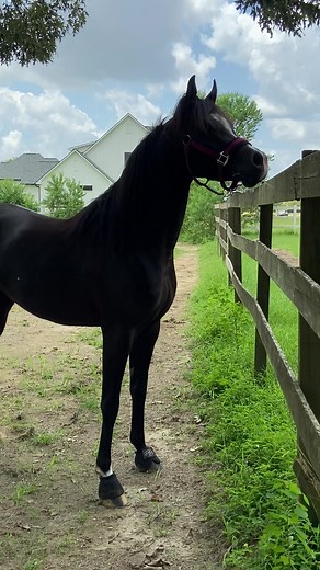 kassieshorses on TikTok