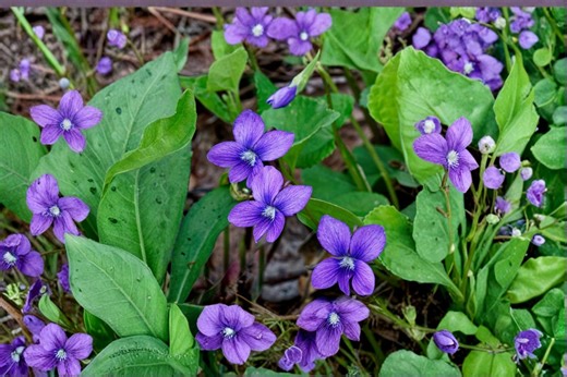 Common Blue Violet 25 Seeds – Viola Sororia - Etsy