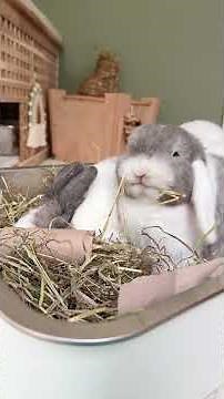 Bunny Dig/Forage Box 🐰🌼 | Rabbit Enrichment | Bunny Care