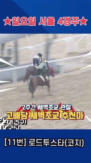 5월10일 일요일 서울 4경주!! 2주간 훈련보인 강백호의 새벽조교 쏘스마!!