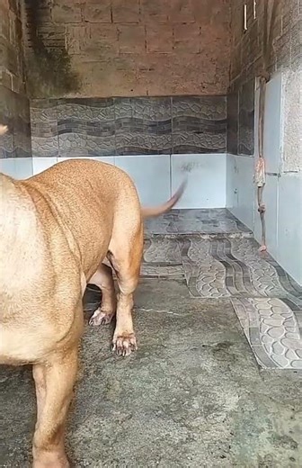 Mix PitBull Terrier Mastiff Dog 🔥#pitmonsters