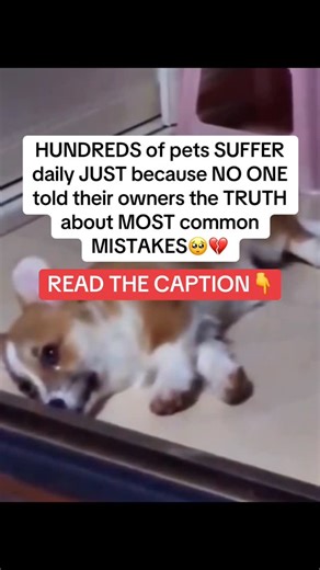 Diego Pet Wisdom🇺🇸🐶 | 1️⃣ If your dog eats poop, dont waste money on sprays and chews. A few chunks of pineapple in their bowl can fix it naturally! 2️⃣... | Instagram