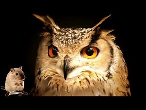ネズミを家やアパートから追い出すフクロウの鳴き声 | げっ歯類を駆除する簡単な方法 | ネズミのための怖い音 |
