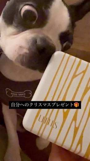 クリスマスにご褒美クッキー買ったから見せてあげた #ボストンテリア 虎の門#unis