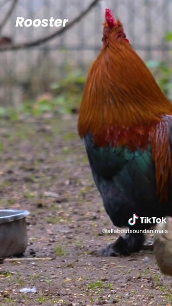Rooster 🔊 Sound || all about animal sounds #shorts #suarabinatang #ayamjago #rooster
