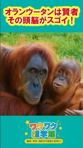 【動物雑学】オランウータンは森の賢者？！考えてから動く知性の動物！【ワクワク雑学館】 #雑学 #動物 #animals #オラウータン #orangutan