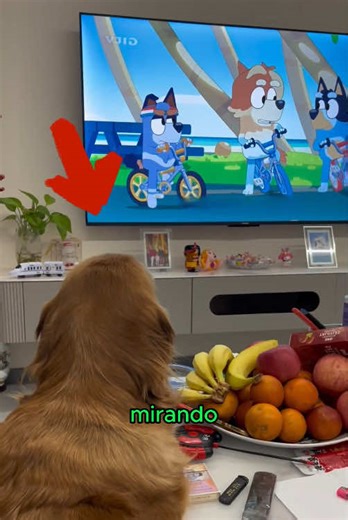 Why Dogs Enjoy Watching Bluey