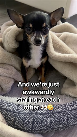 Well… since Peanut showed up on your FYP, you might as well say hi! 😂🐾👋 #FunnyDog #dogofyoutube