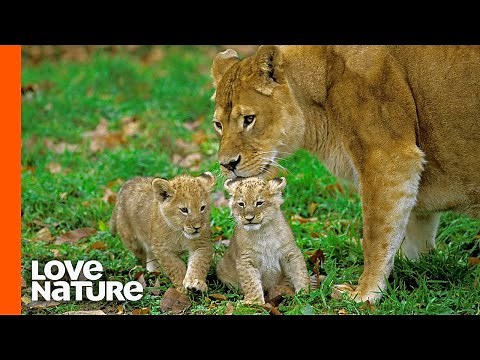 Lost Lion Cubs Reunited with Mom | Love Nature