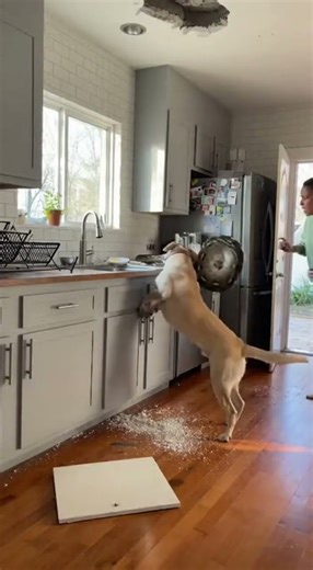 "She Was Just Cooking Then THIS! 🐍 Hero Dog Fights Python #Shorts"
