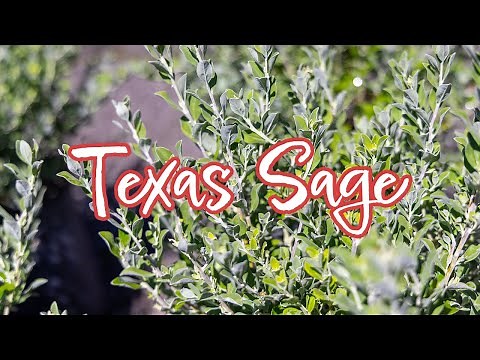 Texas Sage 101: All About this Tough Southwestern Beauty