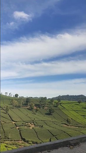 Inside Indonesia's Hidden Tea Country — Sindangkerta, West Java's Most Breathtaking Highland Village