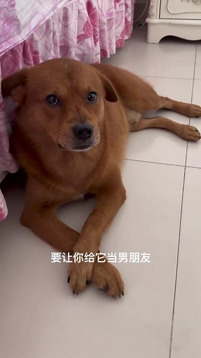 You still eat it when it stinks I have already given up eating it but you still eat it! #pets #smartdog #viraldog #dogfunny #winter | Please call me Fatty