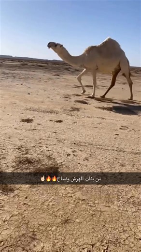البل#الوضح_عطايا_الله🔥#حرش_العراقيب_جرد_الرقاب_البدو🔥#مقوسات_العرانين🔥🤙#تلادرهاجات🔥#افلح_من_ذكر_الله#