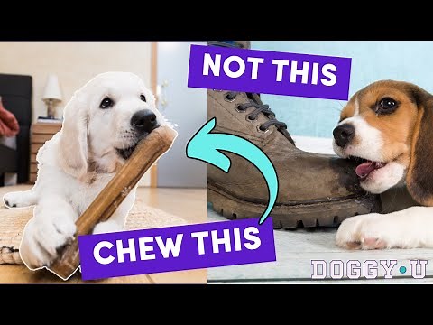 ESSENTIAL Puppy Chews (that save your stuff!)