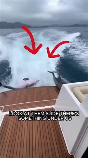 Massive Whale Explodes Out of the Water Right Behind the Dolphins