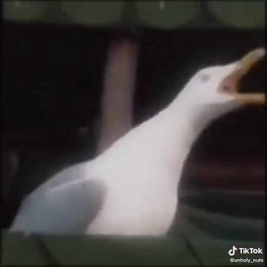 Mine mine mine #fyp #seagull #edit
