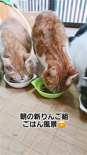 朝のごはん風景(ФωФ)💙～新りんご組～ #cat #猫のいる幸せ #保護猫 #cafegatto#ねこ#猫のいる暮らし#ネコ#保護猫カフェ#猫のいる生活 #おにたろー#鈴音#すずお#ちびやん#まりお