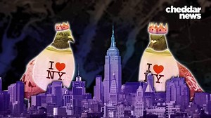 Why Millions of Pigeons Flock to New York City