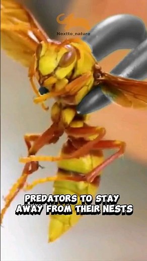 The executioner wasp | synoeca septentrionalis