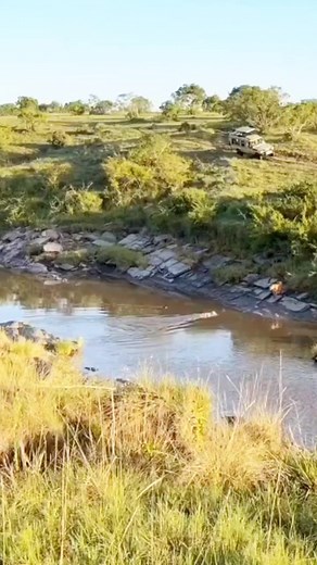 Discover Fascinating Wildlife Animals & Life