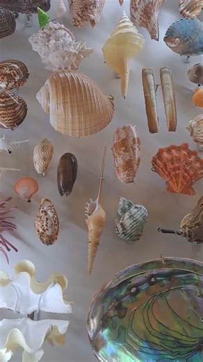 Sea Shells collection #toronto #seashell #toronto