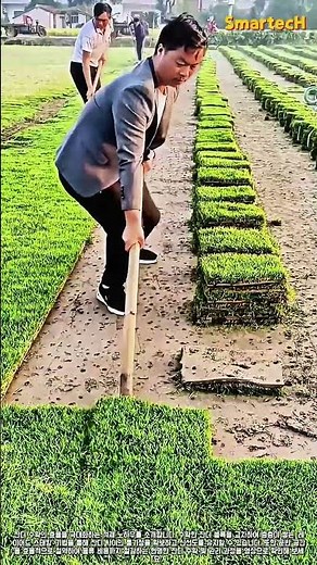 잔디 수확과 효율적인 적재 방법 #worker #process #lawn #harvest #agriculture